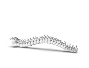 Skeletal human spine 3D Rendering