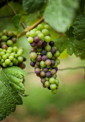 Grapevine with unripe green and blue grapes. German vineyard.