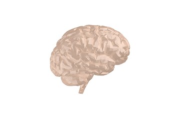 Human Brain Anatomical Model 3D Rendering