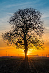 Fototapeta premium ein Baum im Sonnenuntergang im Abendrot mit Sonnenstrahlen und Donnersberg im Hintergrund