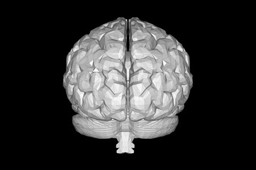 Human Brain Anatomical Model 3D Rendering
