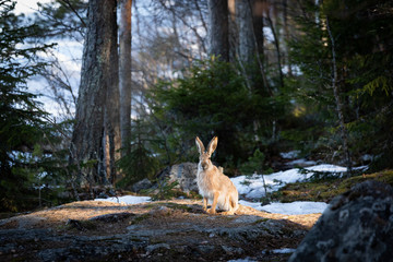 Lepus europaeus in the forest