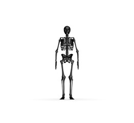 Fototapeta na wymiar Human Anatomy Skeleton 3D Rendering