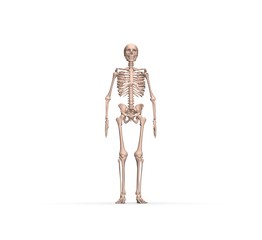 Human Anatomy Skeleton 3D Rendering