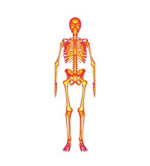 Human Anatomy Skeleton 3D Rendering