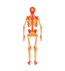 Human Anatomy Skeleton 3D Rendering