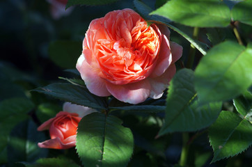 rose in the garden