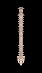 Skeletal human spine on Black 3D Rendering