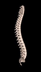 Skeletal human spine on Black 3D Rendering