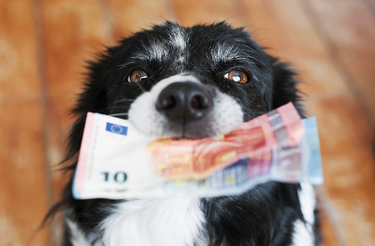 Black and White Border Collie with Euro Banknotes. Cute Dog Holding Money in Mouth.