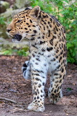 Fototapeta na wymiar Adult Amur leopard walking