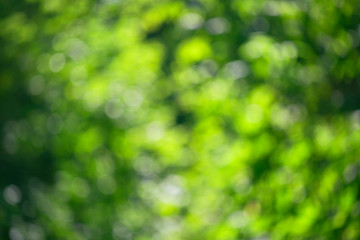Bokeh juicy green leaves