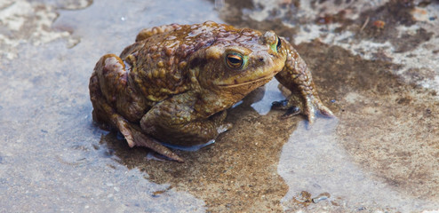 wet frog in water, closeup