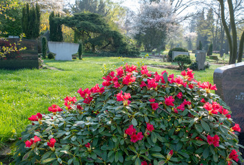 Blick über den Friedhof über einen Azaleen Strauch © Blende8