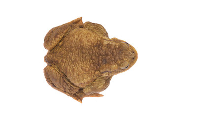 cute frog animal isolated on white background