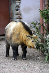 Takin baby animal portrait (Budorcas taxicolor). Taken at Moscow zoo