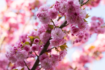Pink cherry blossom flowers macro