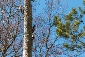 Woodpecker on a wooden post, knocking his beak.