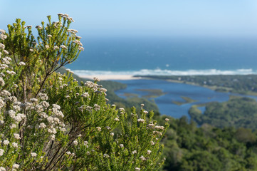 Close up of African fynbos with beautiful lagoon view