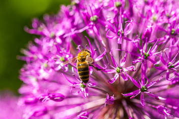 bee on a flower