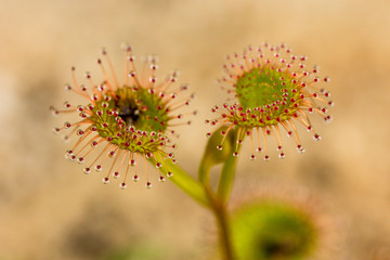 carnivorous plants: rossolis, sundew, drosera