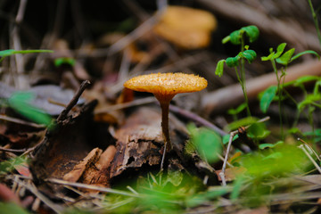 mushroom in the forest