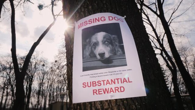 The announcement of a missing dog hangs in a tree. Lost Pet Detection