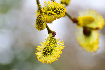 Gelbe Bl&uuml;ten am Zweig