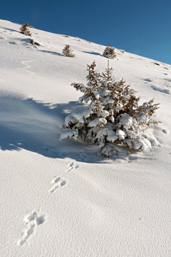EMPREINTES DE BLANCHOT ( LIEVRE VARIABLE )