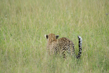 Portrait Leopard in serengeti in Tanzania