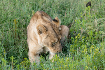 Lion in Serengeti