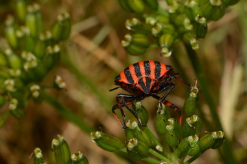 Graphosoma lineatum - Shieldbug