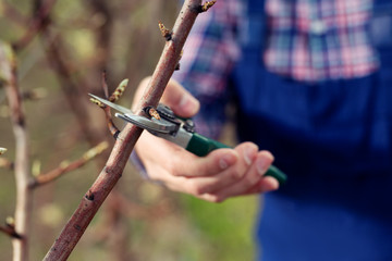 Pruning fruit tree 