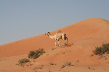 One single dromedary in isolated Oman desert
