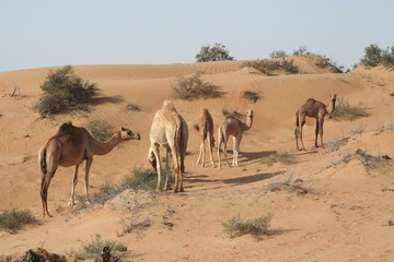 Fototapeta na wymiar Herd of dromedary in isolated Oman desert