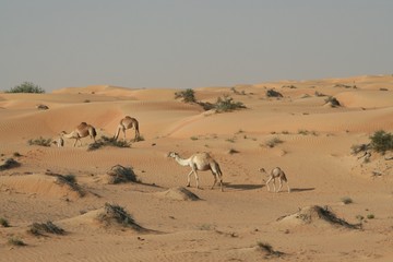 Fototapeta na wymiar Herd of dromedary in isolated Oman desert
