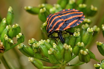 Graphosoma lineatum - Shieldbug