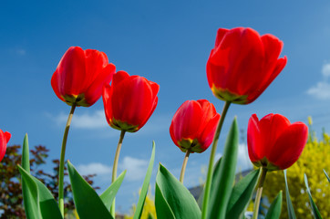 Obraz premium Tulpen