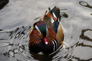 Mandarin duck swims