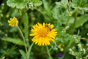 Beautiful wild spring Yellow Sneezweed (Helenium amarum) with Honeybee and green background.