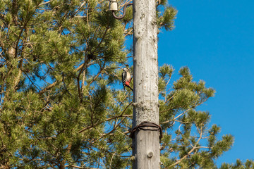 Fototapeta premium Woodpecker on a wooden post, knocking his beak.