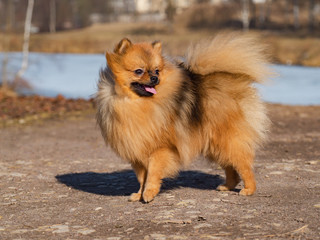 Adorable pomeranian spitz puppy posing outdoors.