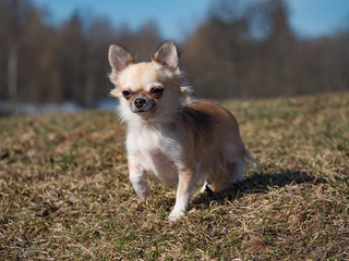 Long-haired color sable Chihuahua dog posing. 