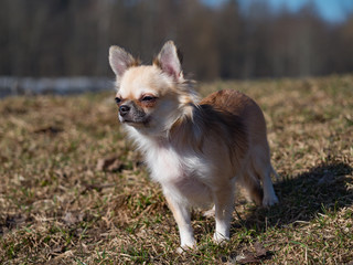 Long-haired color sable Chihuahua dog posing. 