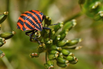 Graphosoma lineatum - Shieldbug