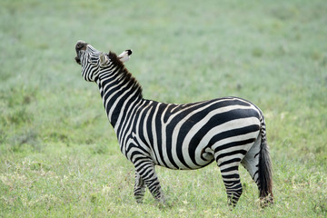 Fototapeta na wymiar Group of Zebra in Ngrongoro