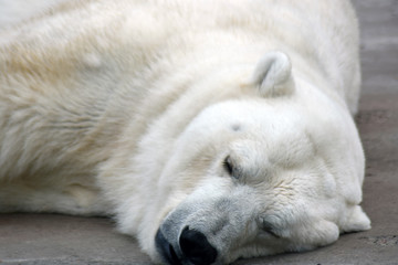 Obraz na płótnie Canvas Polar bear sleeps on the ground