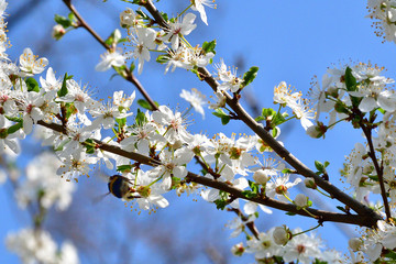 Weiße Blüte mit Biene