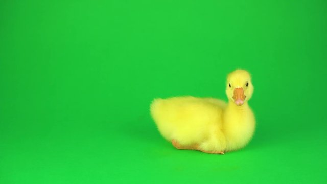 Little duck on a green background