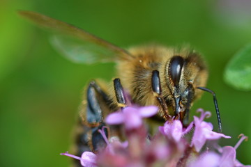 Bee on thyme
